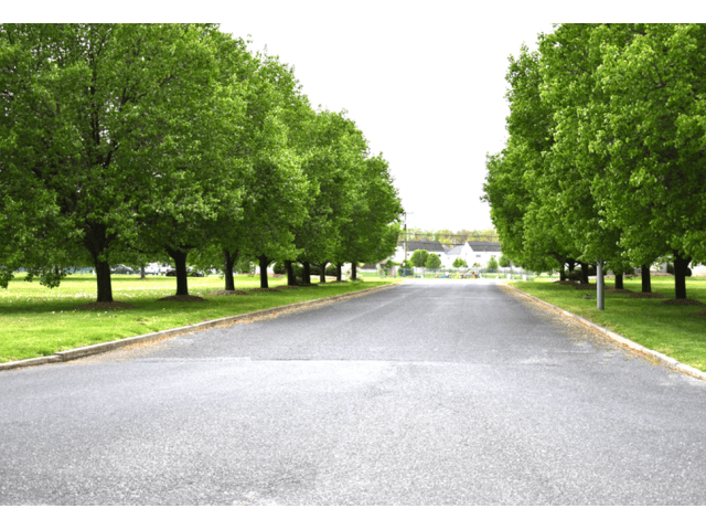 Road leading to Winslow House Apartments lined with trees
